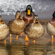 Ducks of the Lambro river